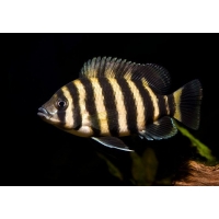 Tilapia Buttikoferi 6cm Tilapia Buttikoferi 6cm